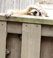 raccoon.jpg raccoon.jpg