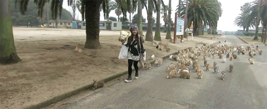 rabbits.gif rabbits.gif