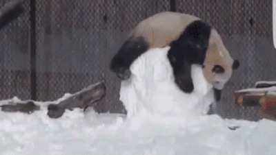 pandasnowball.gif pandasnowball.gif