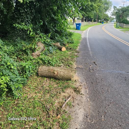 tree refuse left after Verizon trimmed trees on 2025-07-13.jpg