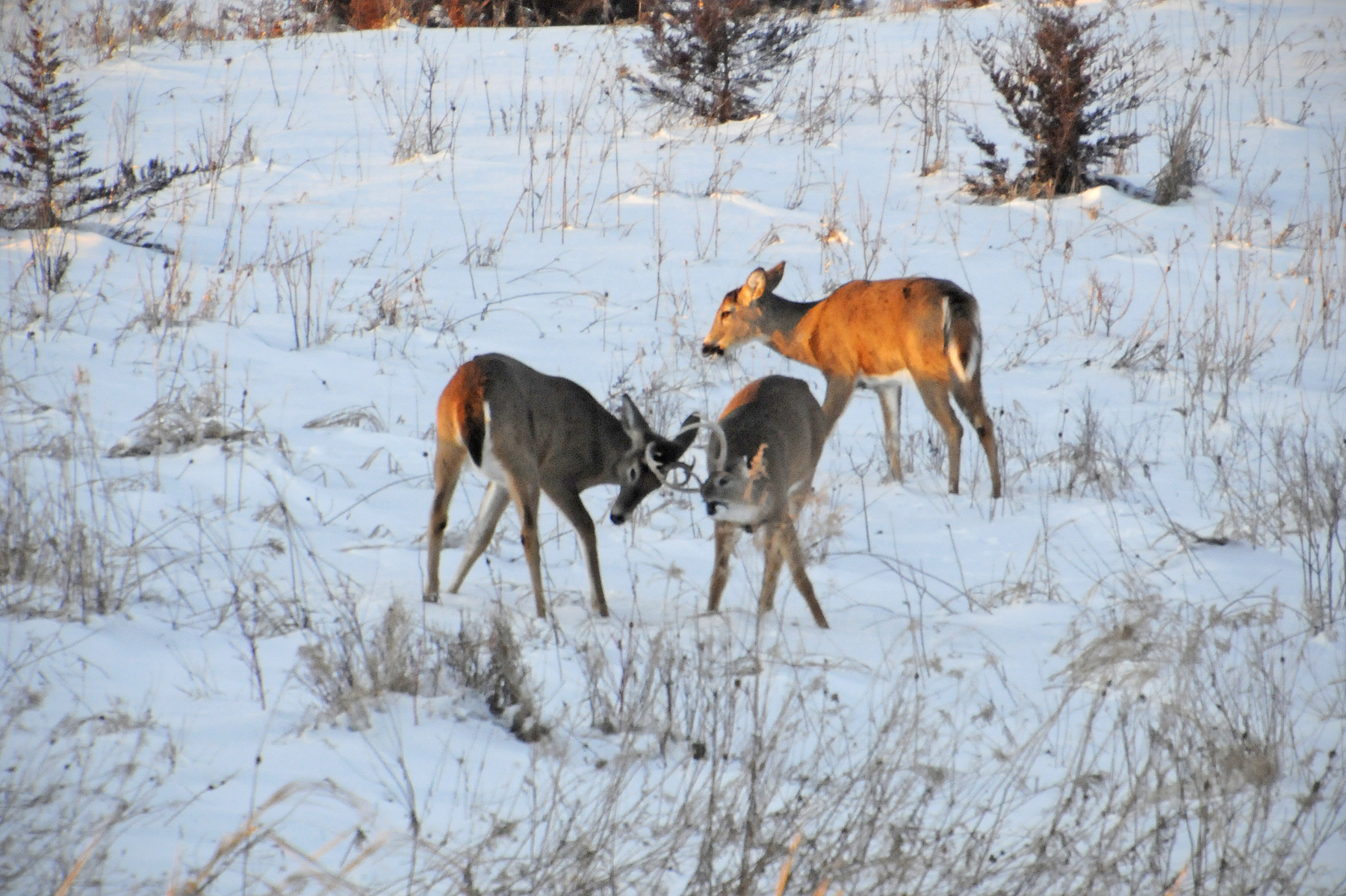 02122013_CarverDeer3.jpg 02122013_CarverDeer3.jpg
