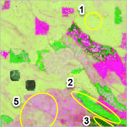 Monitor_forest.png Monitor_forest.png