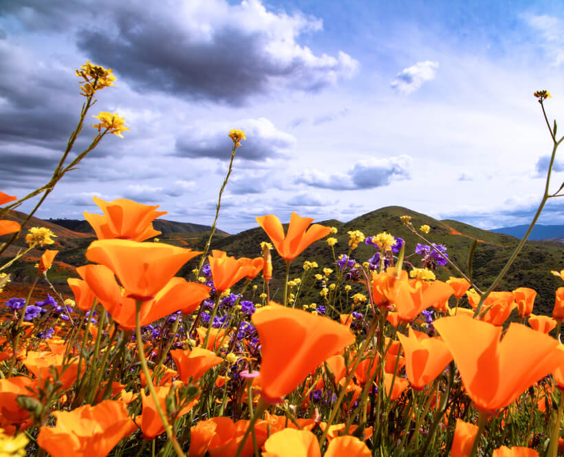 climate-change-mitigation-st-bg.jpg climate-change-mitigation-st-bg.jpg