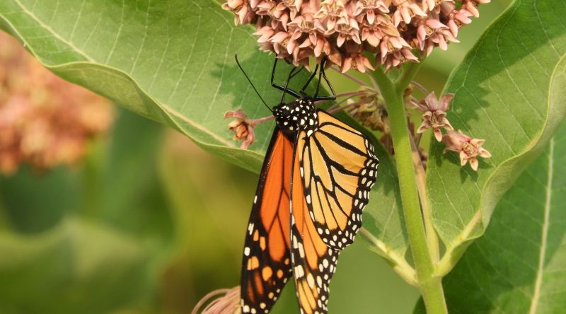 Monarch.jpg Monarch.jpg