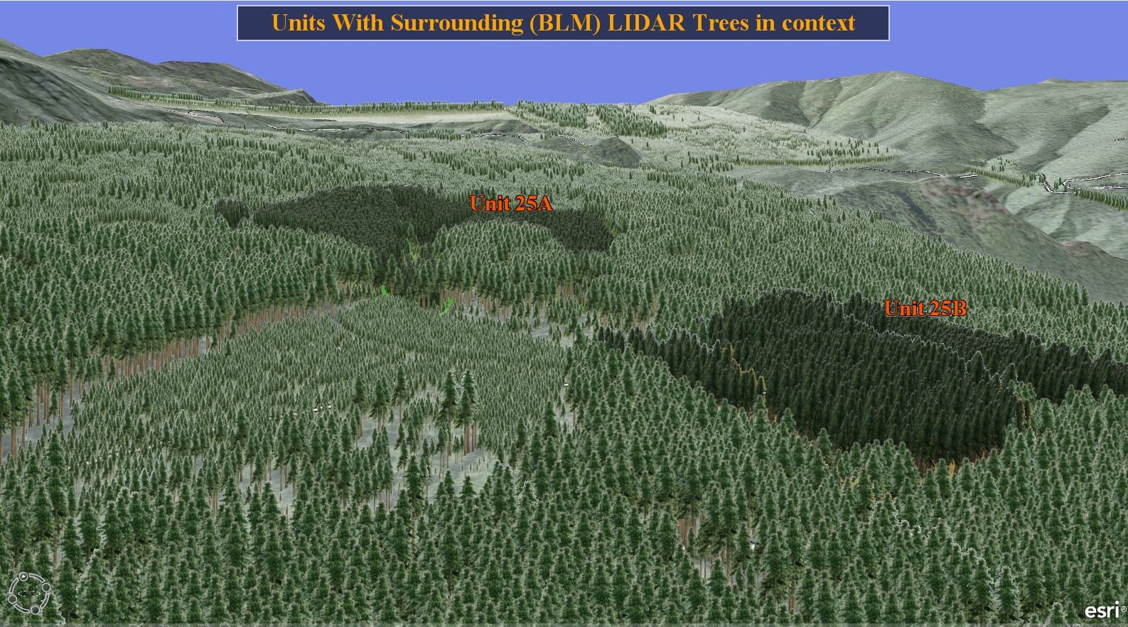 3Dtrees.JPG