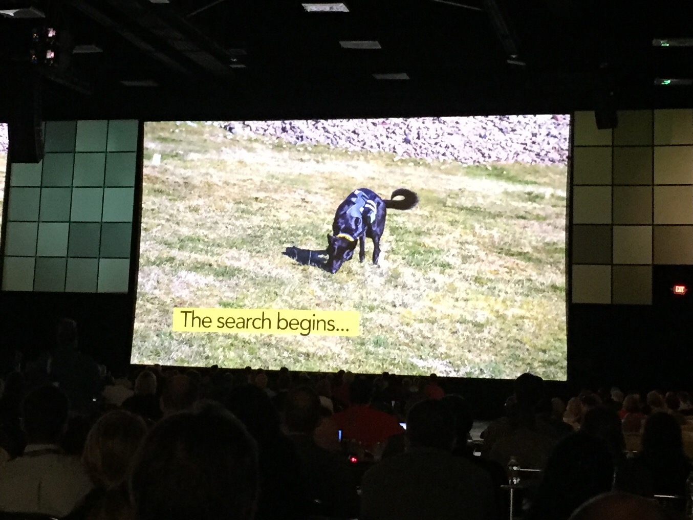 ArchDog.jpg