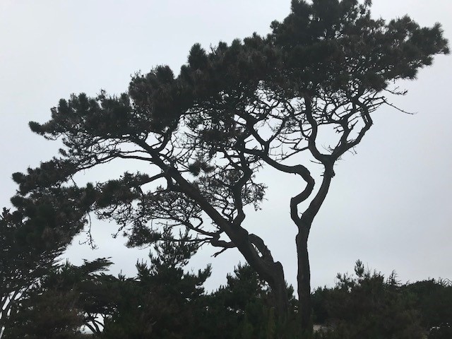 Site of the SCGIS conference - Pacific Grove, California.