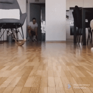 youngfoolishgeese-size-restricted.gif