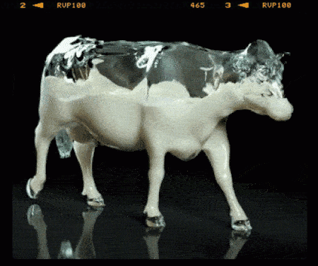 zzzzzzzzzzzzzcow.gif