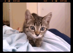 zzzzzzzzzzzzccaatt.gif