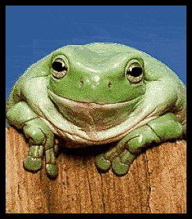 zzzzzzzzzzzzzzzzzfrog.gif